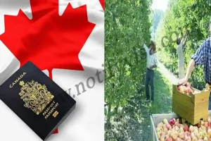 Canada 40000 Unskilled Work Visa Sponsorship Jobs Open for September 2024