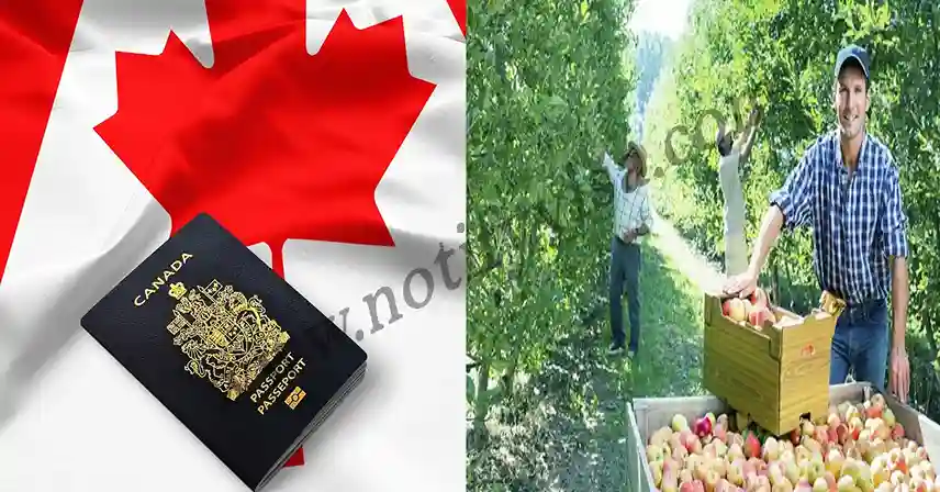 Canada 40000 Unskilled Work Visa Sponsorship Jobs Open for September 2024