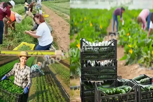 UK Agriculture Farm Worker Jobs for Foreign Applicants 2024