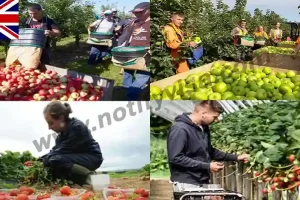 UK Fruit Picker Jobs with Work Visa September 2024