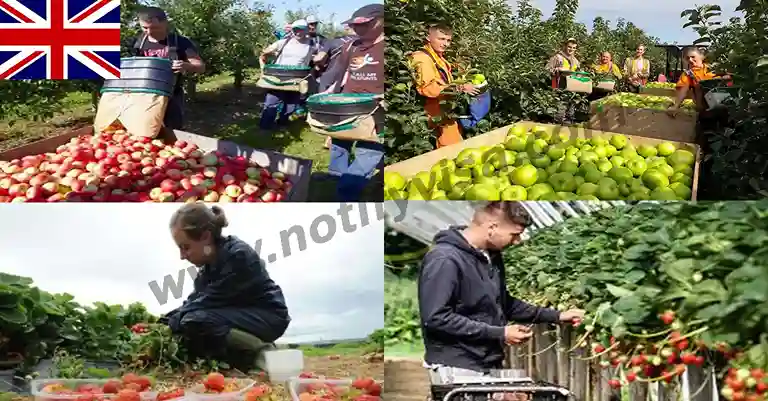 UK Fruit Picker Jobs with Work Visa September 2024