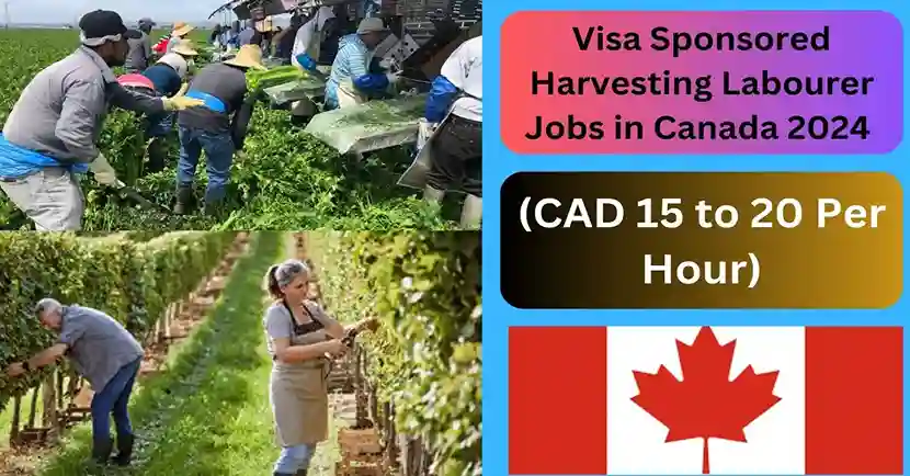 Visa Sponsored Harvesting Labourer Jobs in Canada 2024