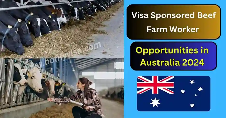 Visa Sponsored Beef Farm Worker Opportunities in Australia 2024