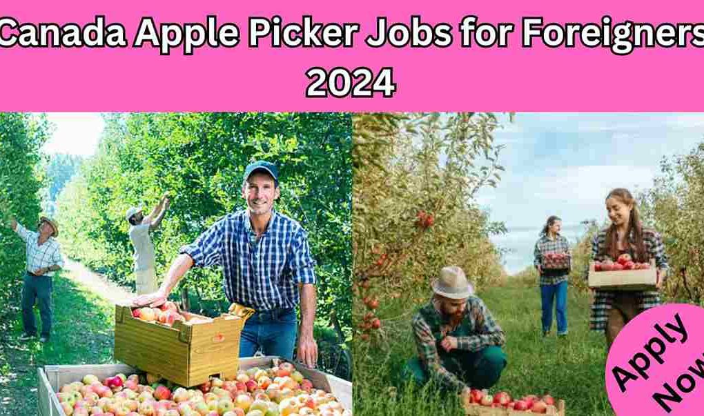 Canada Apple Picker Jobs for Foreigners 2024