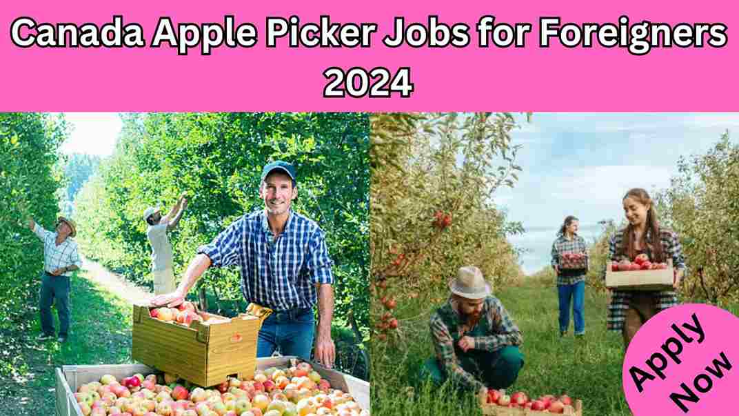 Canada Apple Picker Jobs for Foreigners 2024